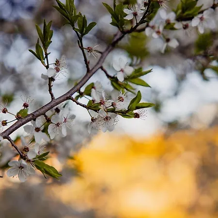 דירה Nad Jeziorem אלק